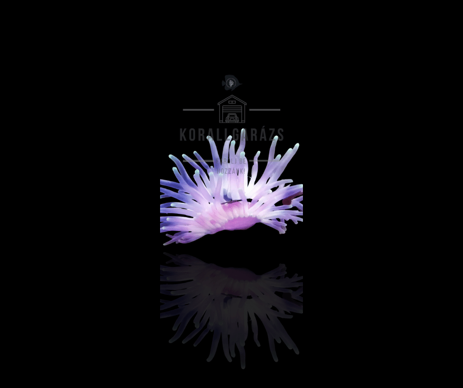 Condylactis Gigantea (pink)